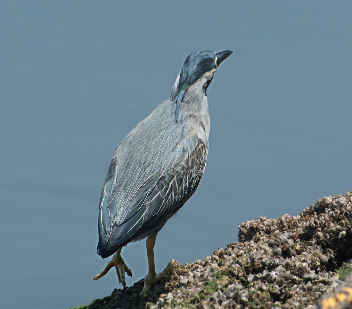 Striated Heron - ML620207041