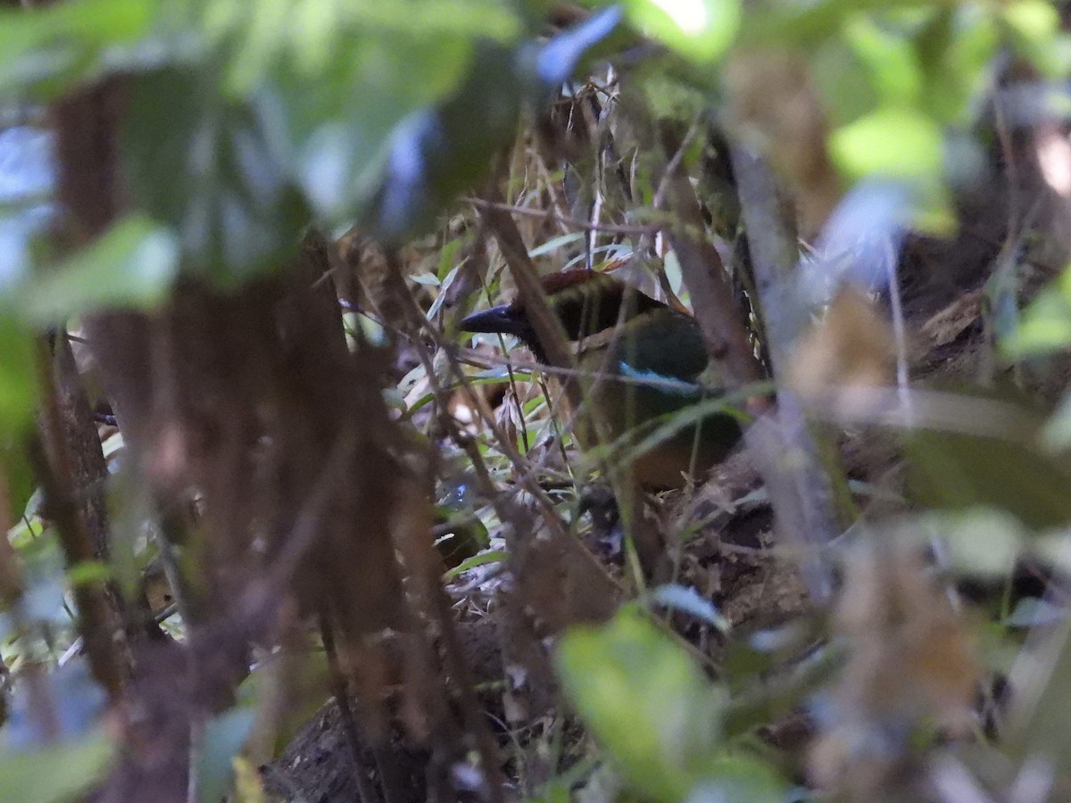 Noisy Pitta - Cherri and Peter Gordon