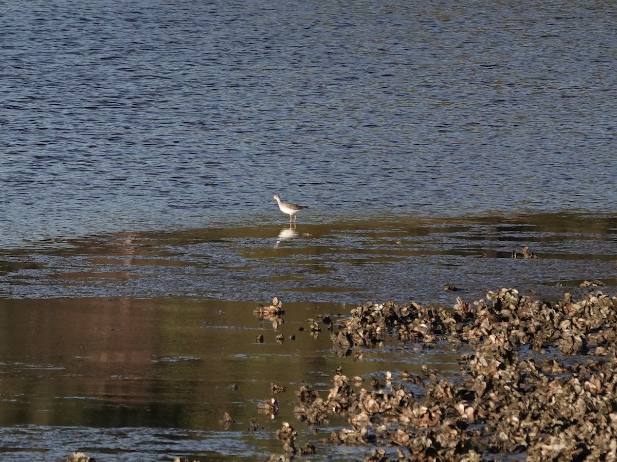 Greater Yellowlegs - ML620207048