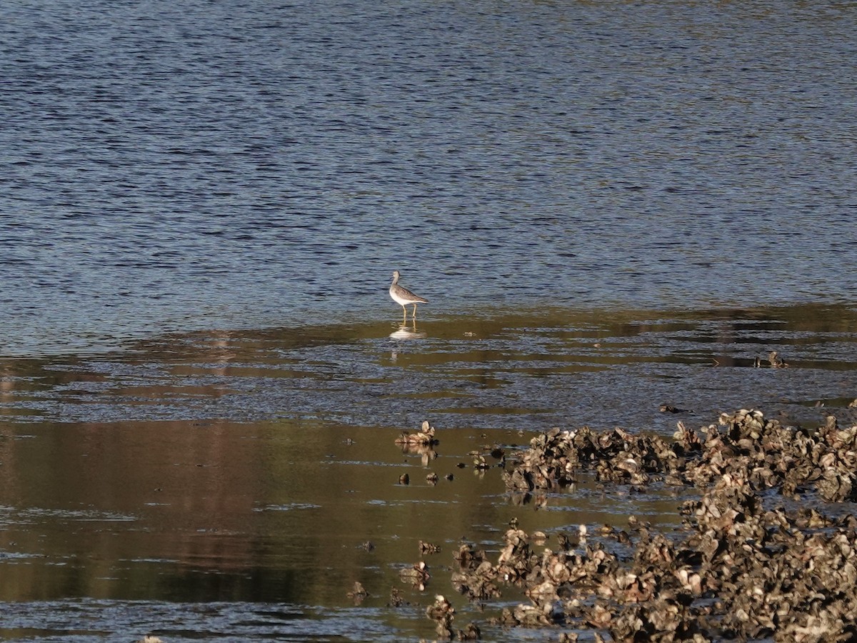 Greater Yellowlegs - ML620207049