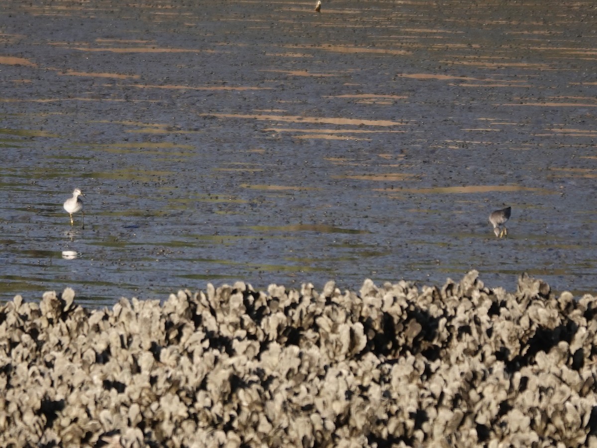 Greater Yellowlegs - ML620207051