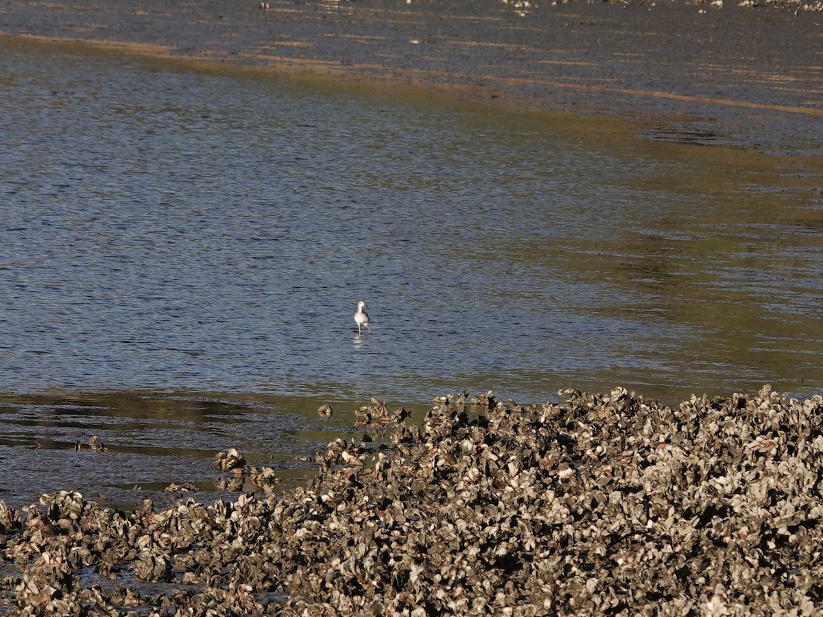 Greater Yellowlegs - ML620207052