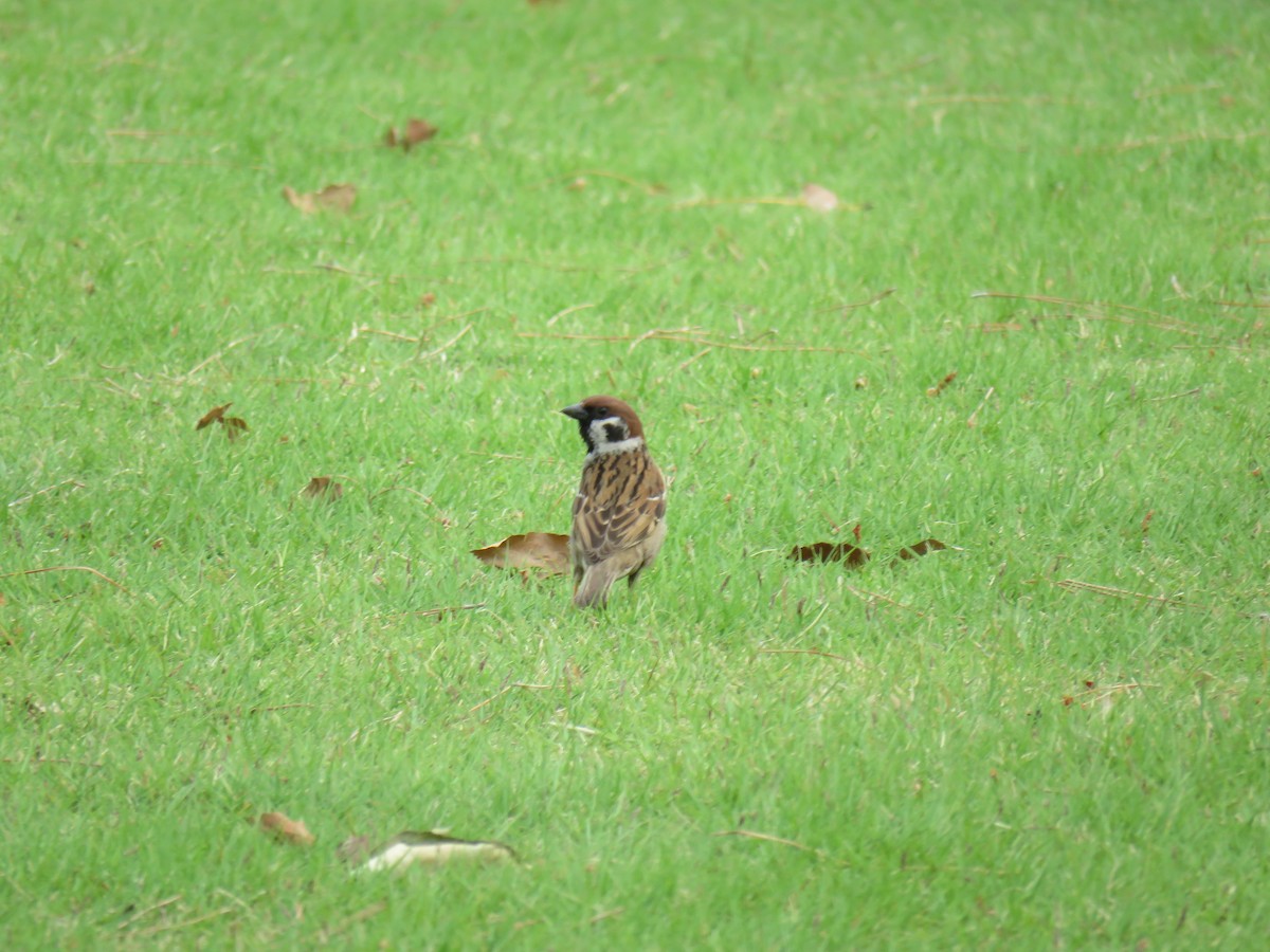 Eurasian Tree Sparrow - ML620207067