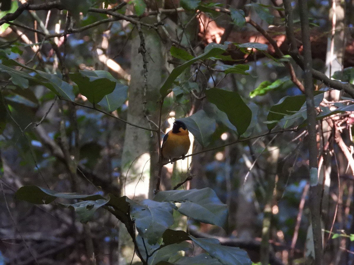 Spectacled Monarch - ML620207079