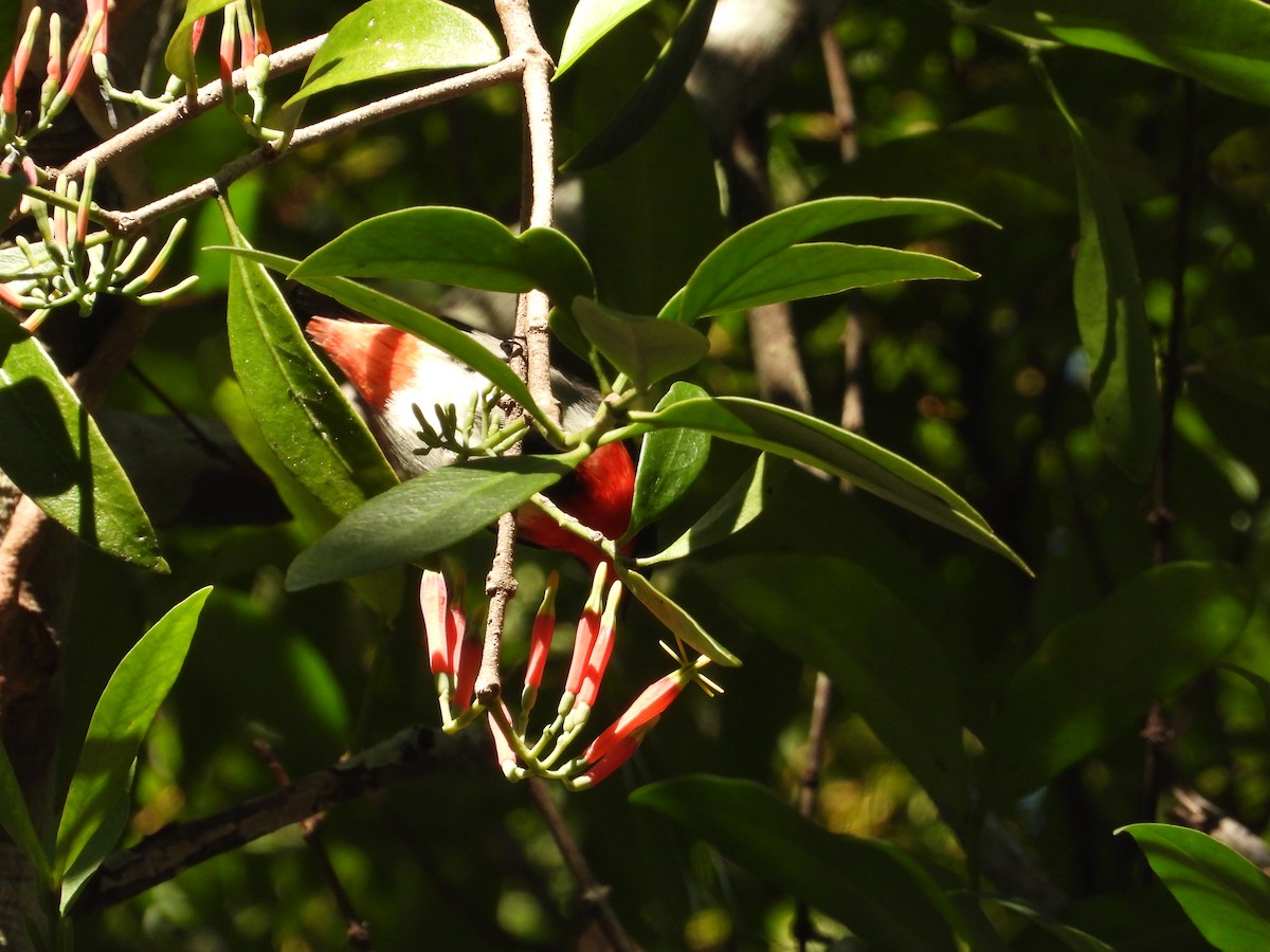 Mistletoebird - ML620207089