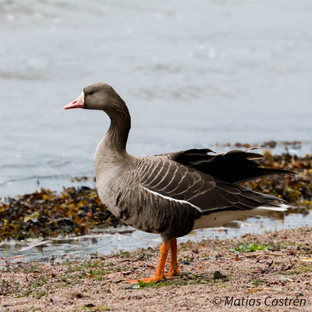 Greater White-fronted Goose - ML620207092