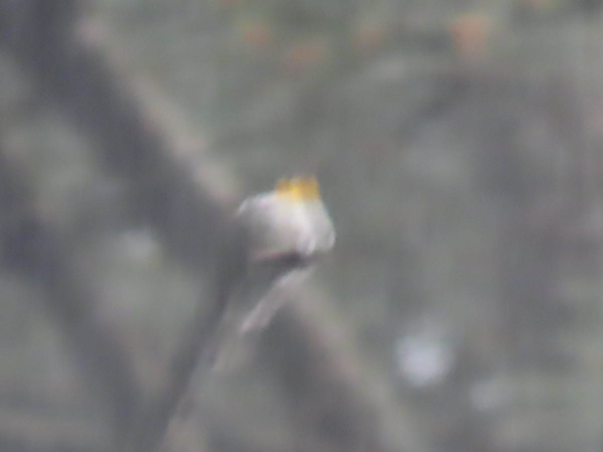 Yellow-throated Warbler - ML620207095