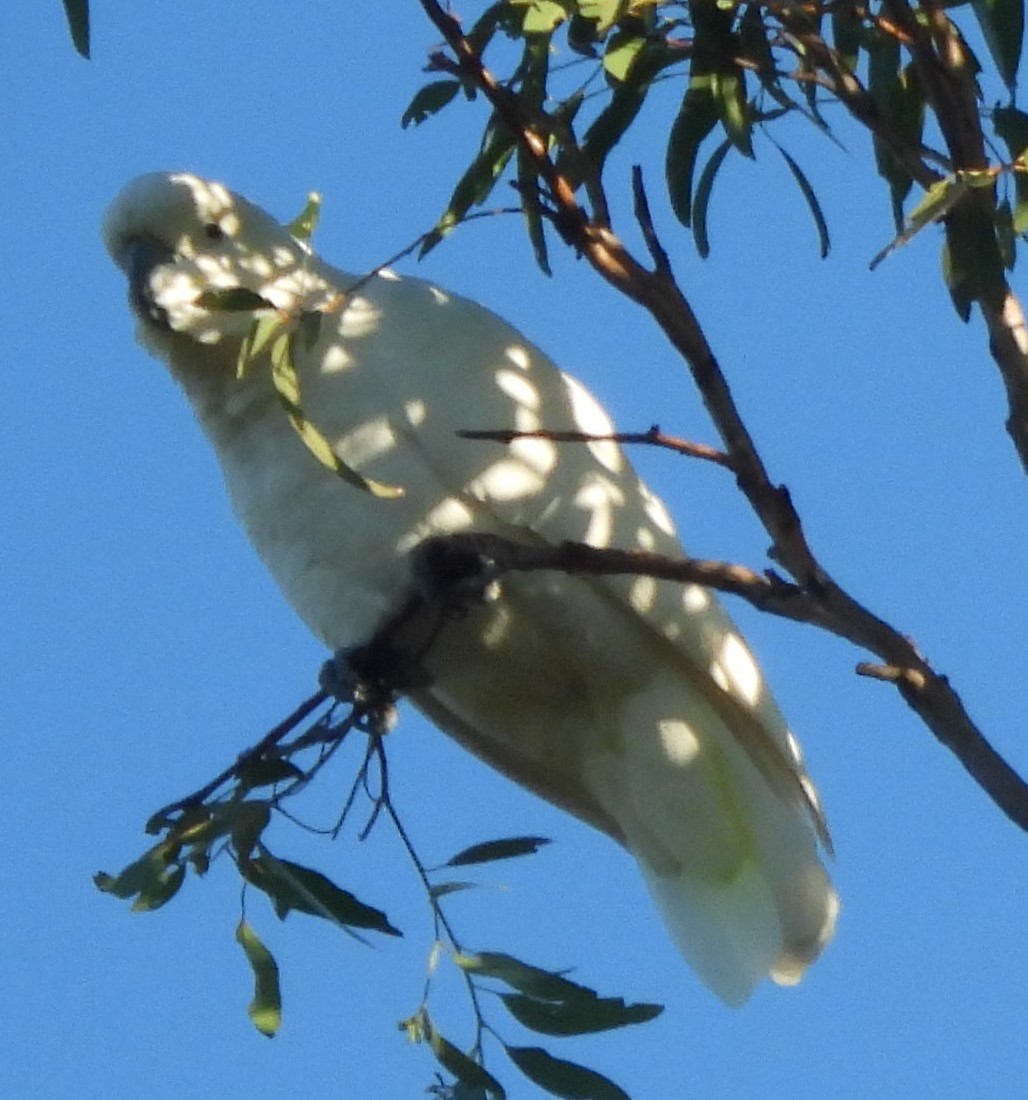 Sulphur-crested Cockatoo - ML620207099