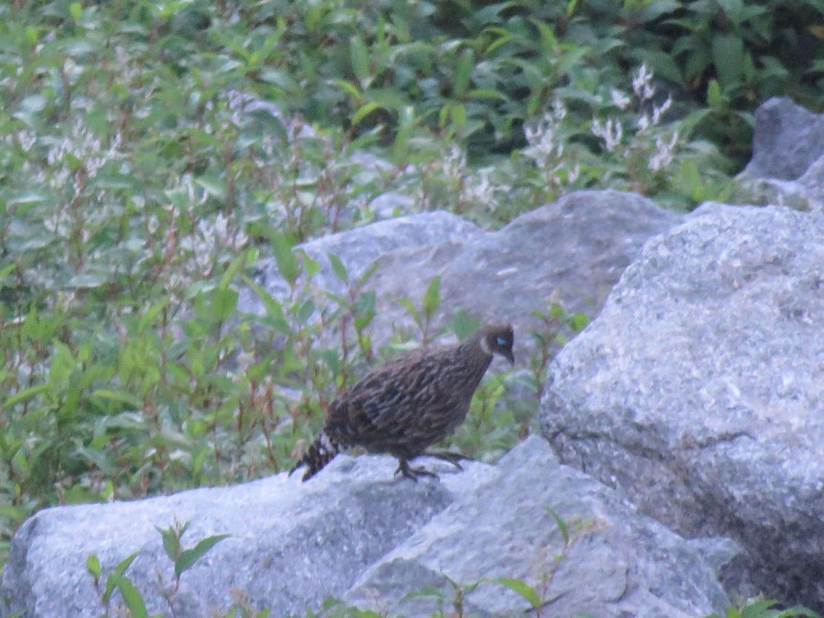 Himalayan Monal - RAVI SHANKAR PARAMESHWARAN