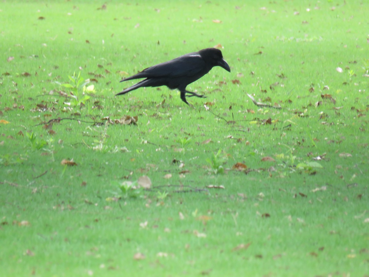 Large-billed Crow - ML620207102