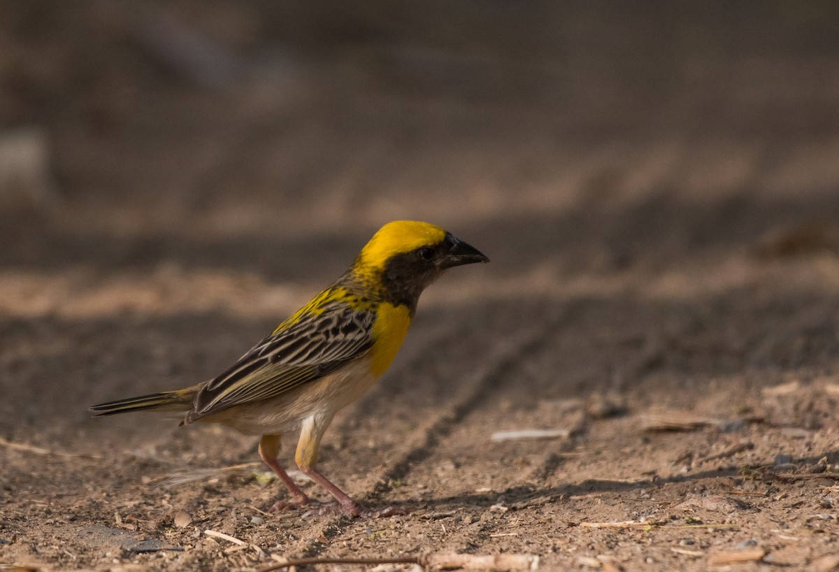 Baya Weaver - ML620207104