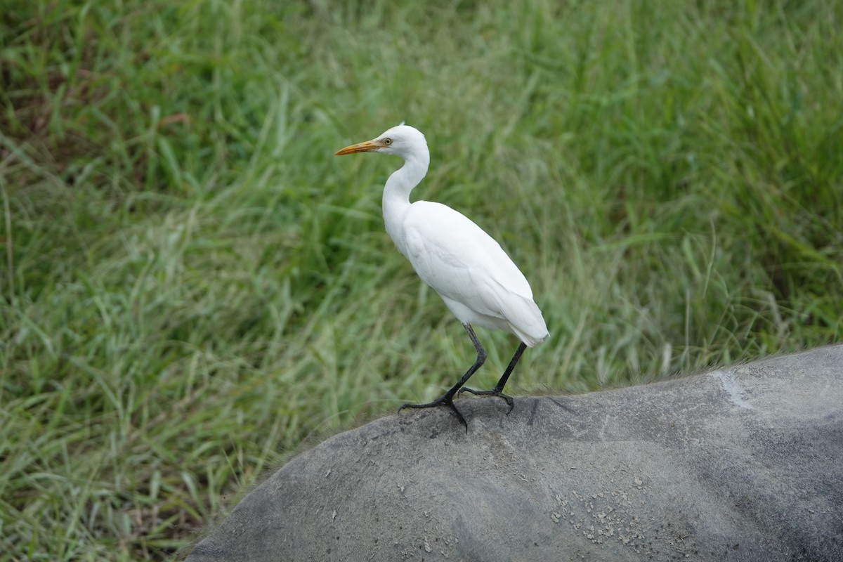 Eastern Cattle Egret - ML620207106