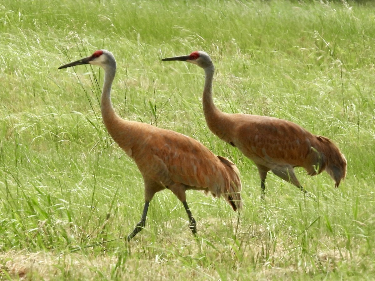 Sandhill Crane - ML620207116