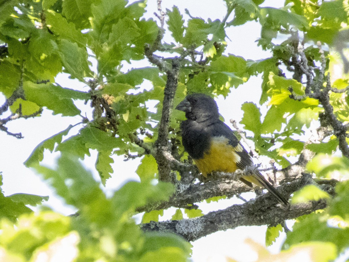 White-winged Grosbeak - ML620207120