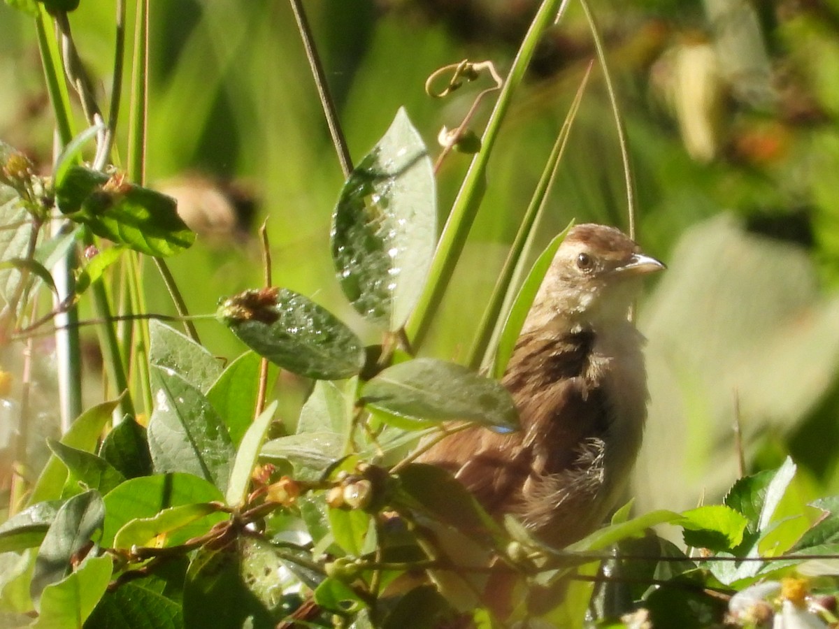 Little Grassbird - ML620207121