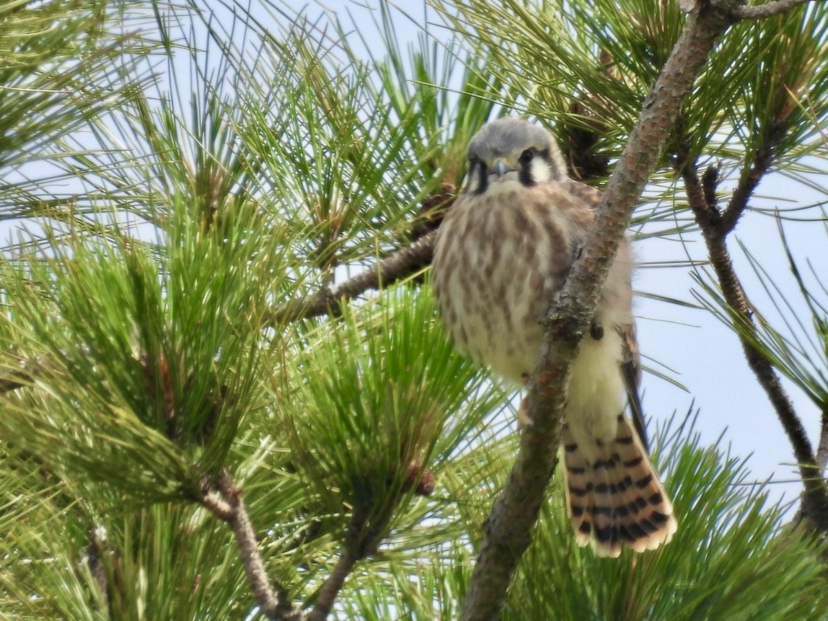 アメリカチョウゲンボウ - ML620207132