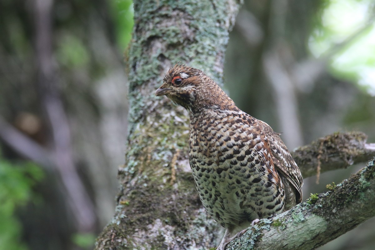 Hazel Grouse - ML620207134