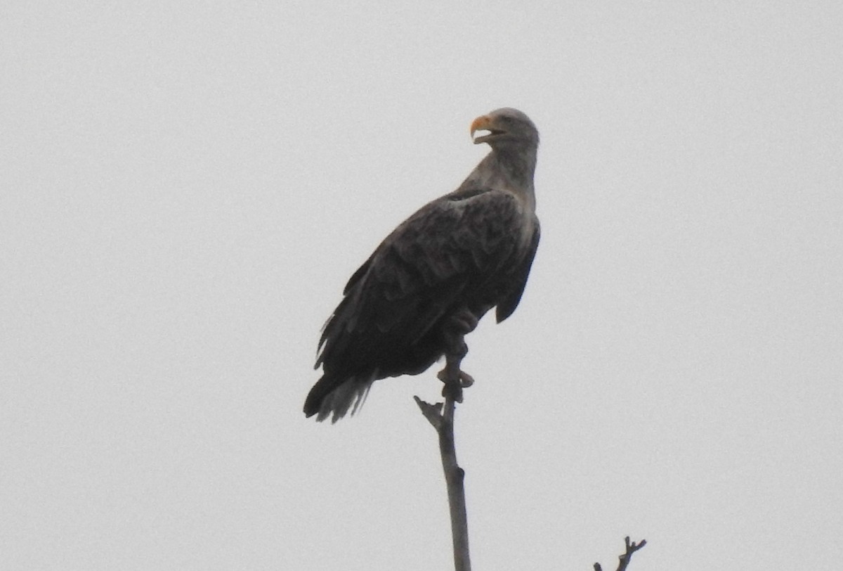 White-tailed Eagle - ML620207139
