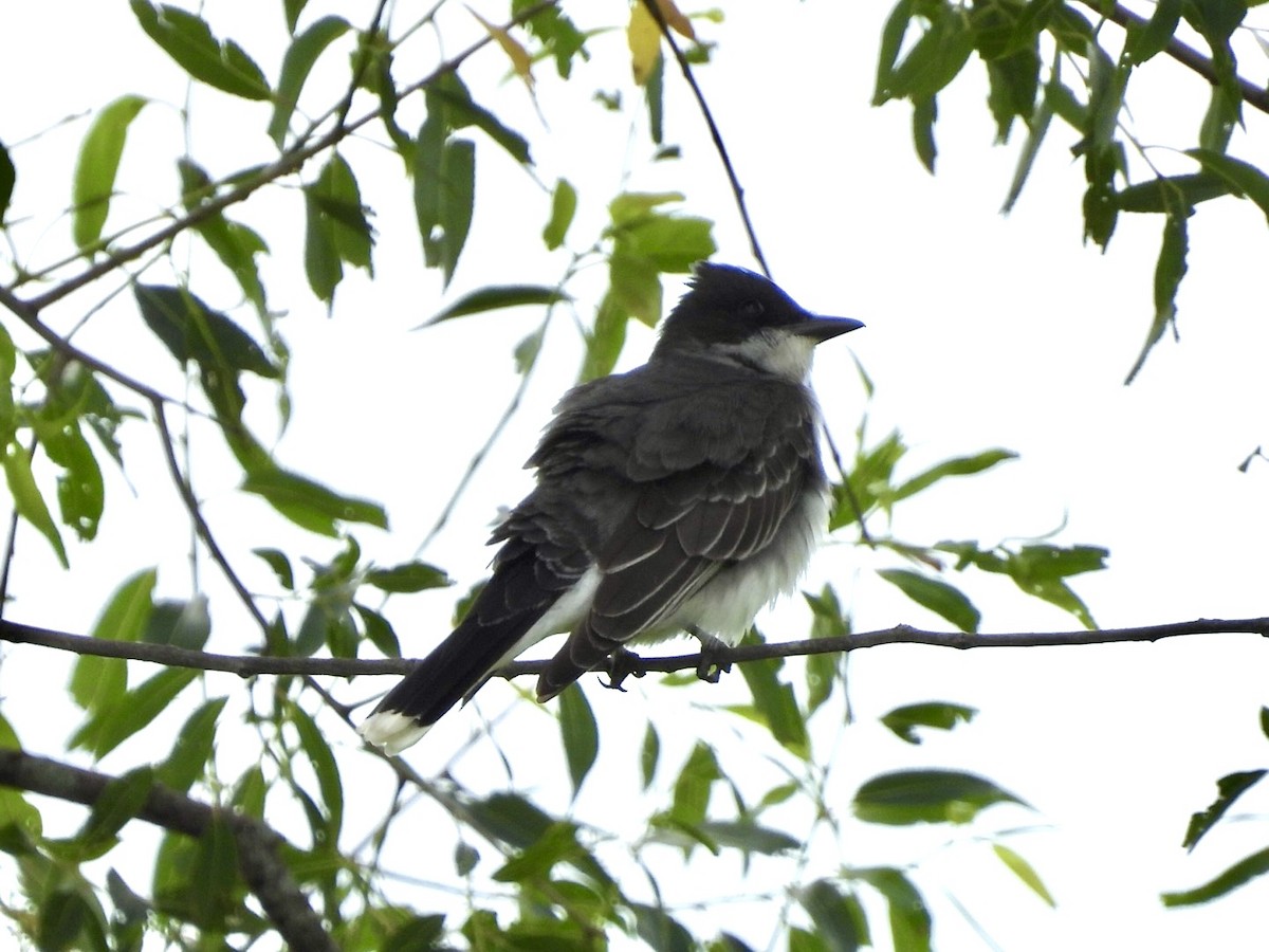 Eastern Kingbird - ML620207153