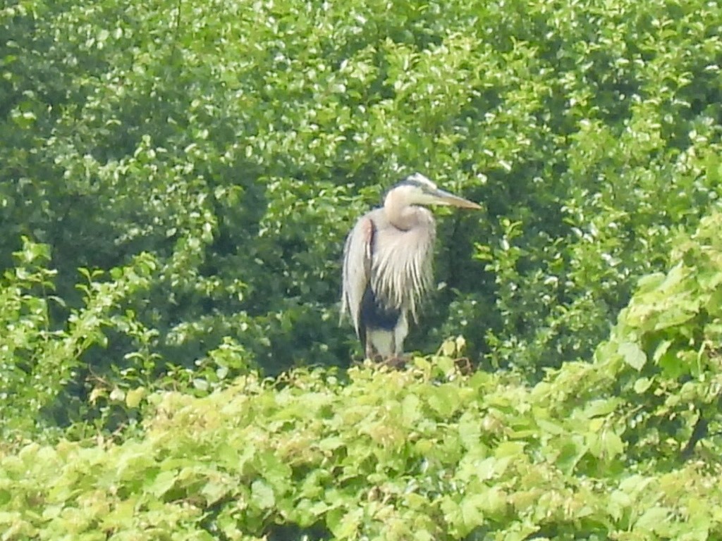 Great Blue Heron - ML620207159