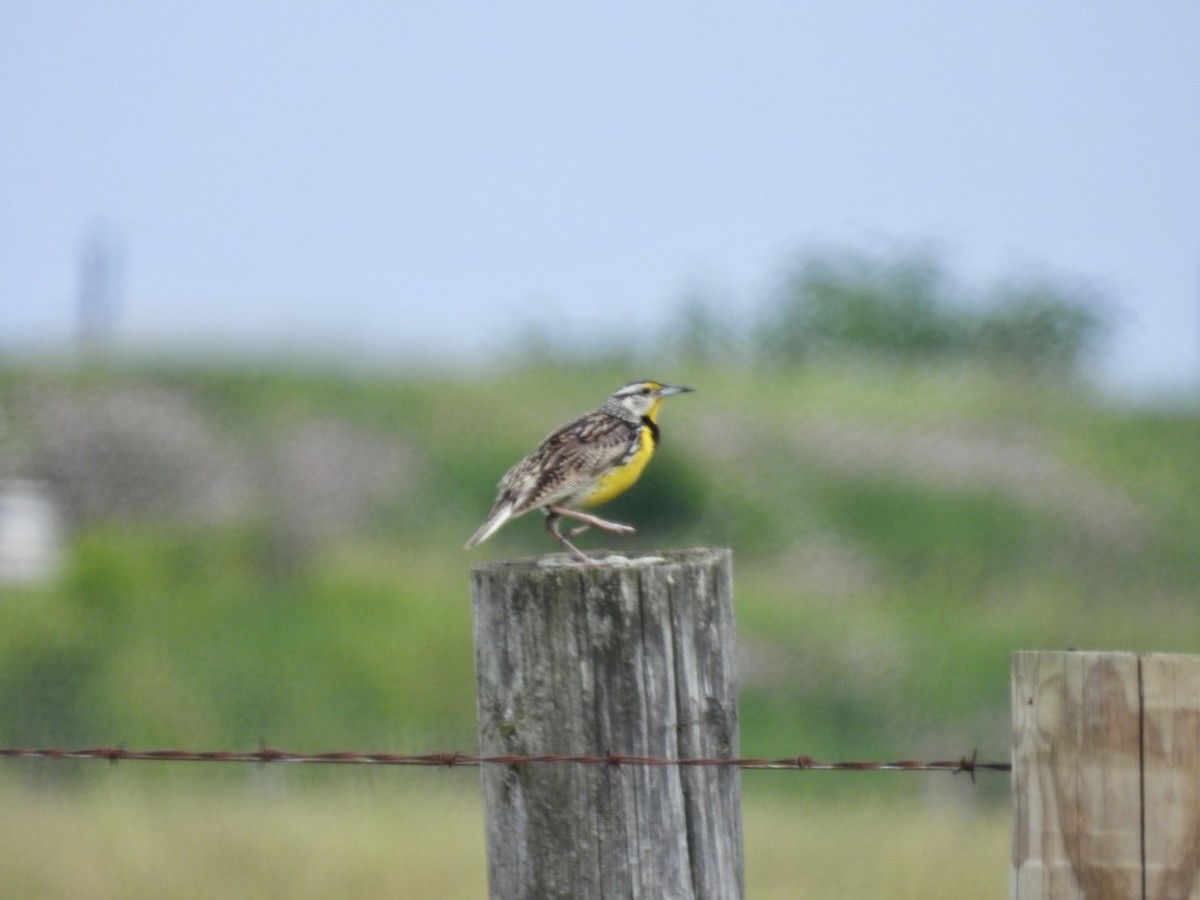 Eastern Meadowlark - ML620207161