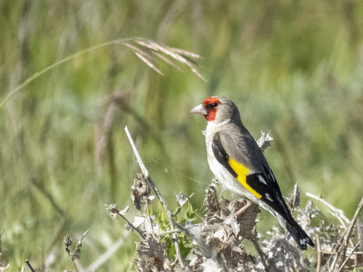 European Goldfinch - ML620207165