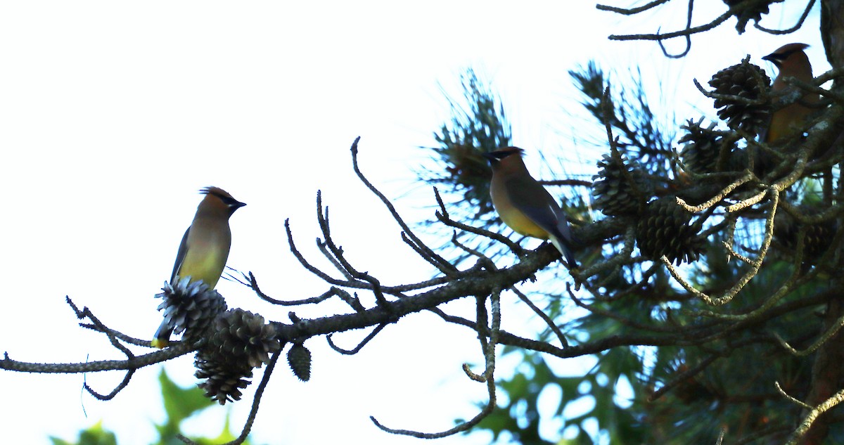 Cedar Waxwing - ML620207173