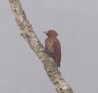 Red-rumped Woodpecker - ML620207175