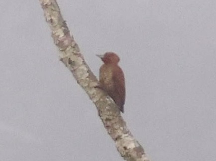 Red-rumped Woodpecker - ML620207176