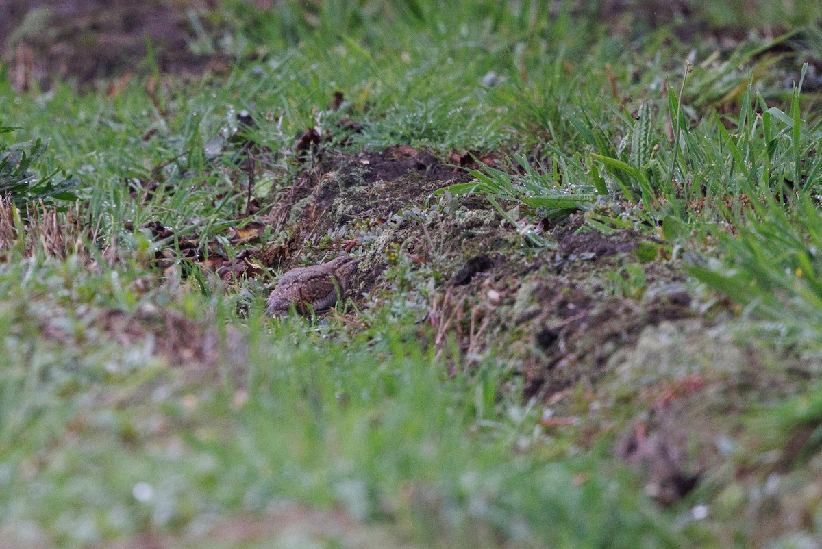 Eurasian Wryneck - ML620207178