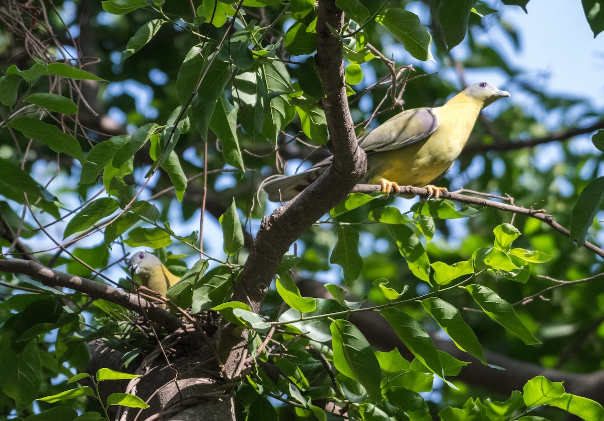 Yellow-footed Green-Pigeon - ML620207181