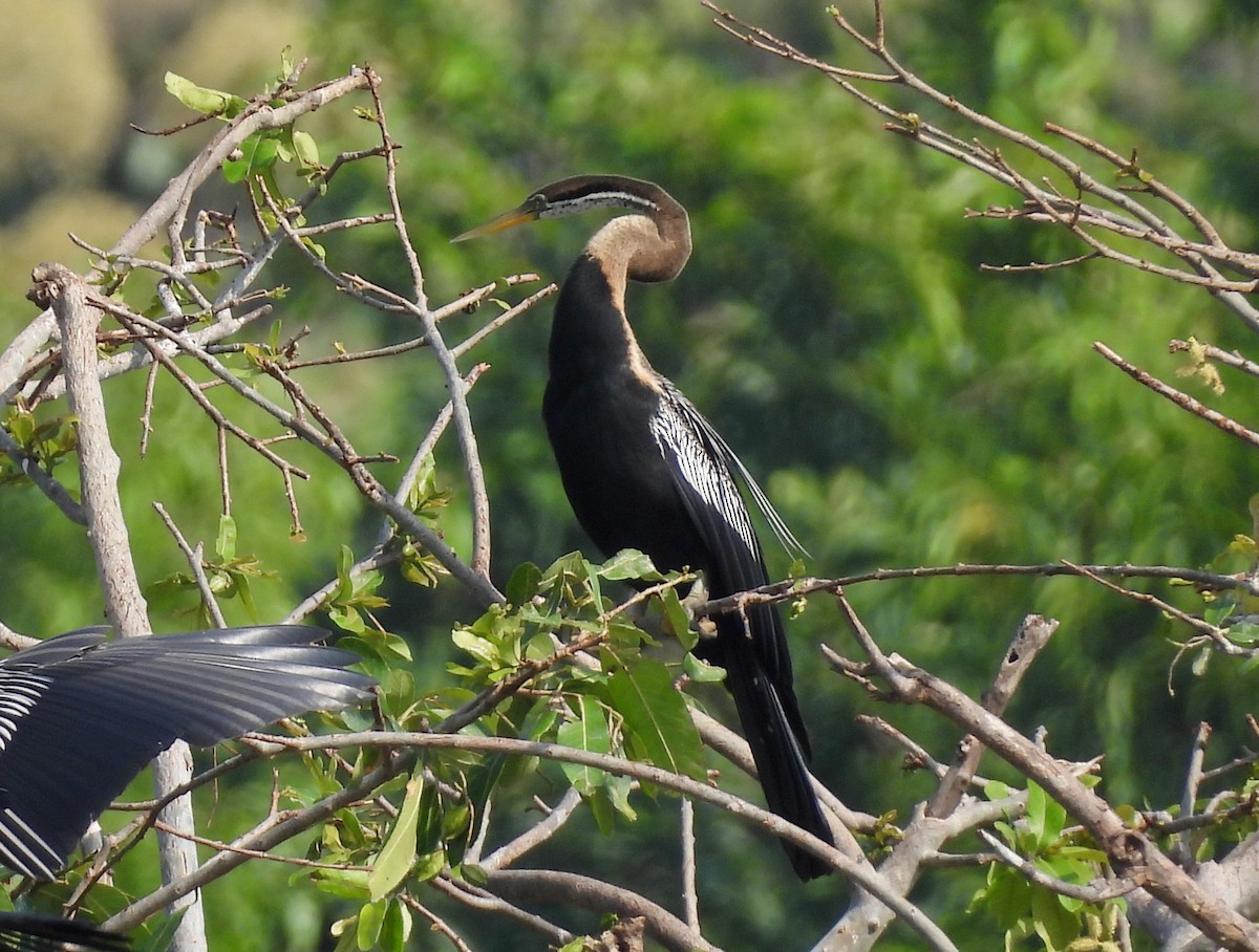 Anhinga roux - ML620207190