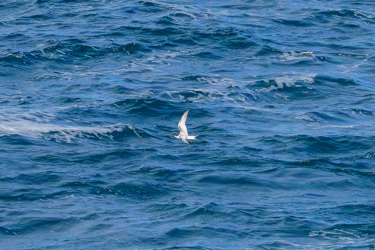 White-fronted Tern - ML620207198