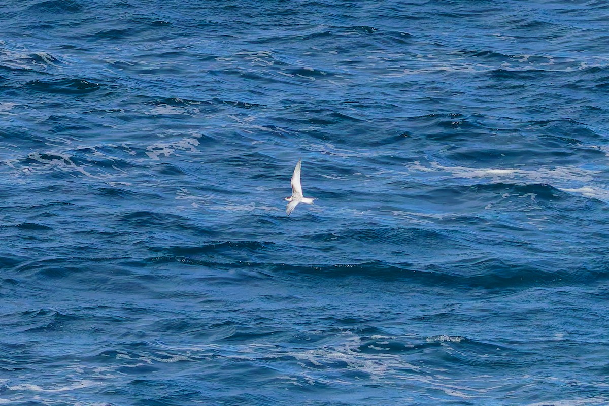 White-fronted Tern - ML620207200