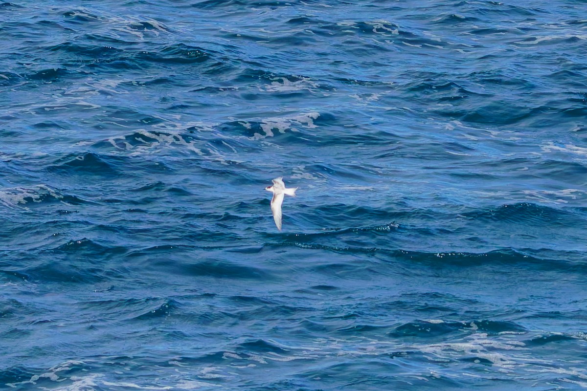 White-fronted Tern - ML620207201