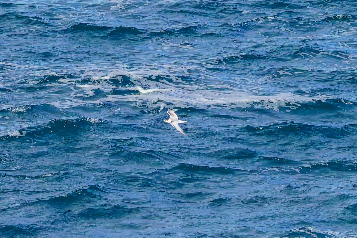 Weißstirn-Seeschwalbe - ML620207202