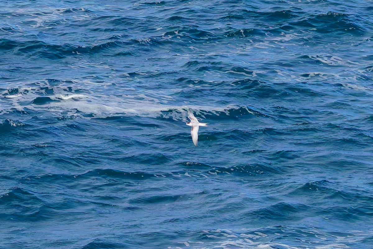 Weißstirn-Seeschwalbe - ML620207203