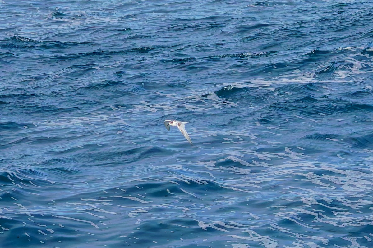 Weißstirn-Seeschwalbe - ML620207204