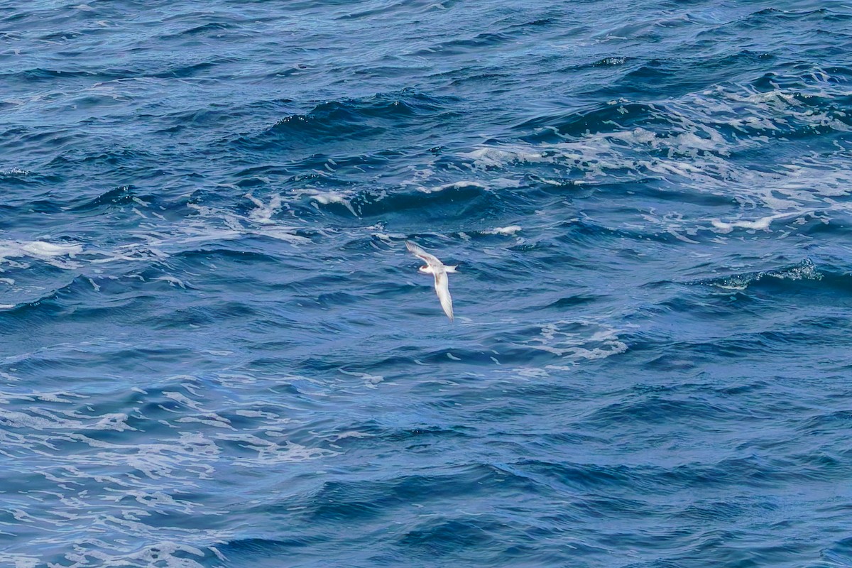 Weißstirn-Seeschwalbe - ML620207205