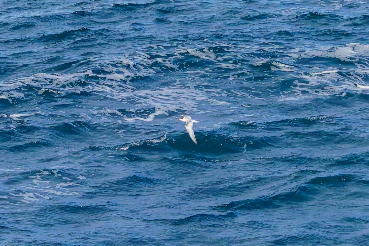 Weißstirn-Seeschwalbe - ML620207206