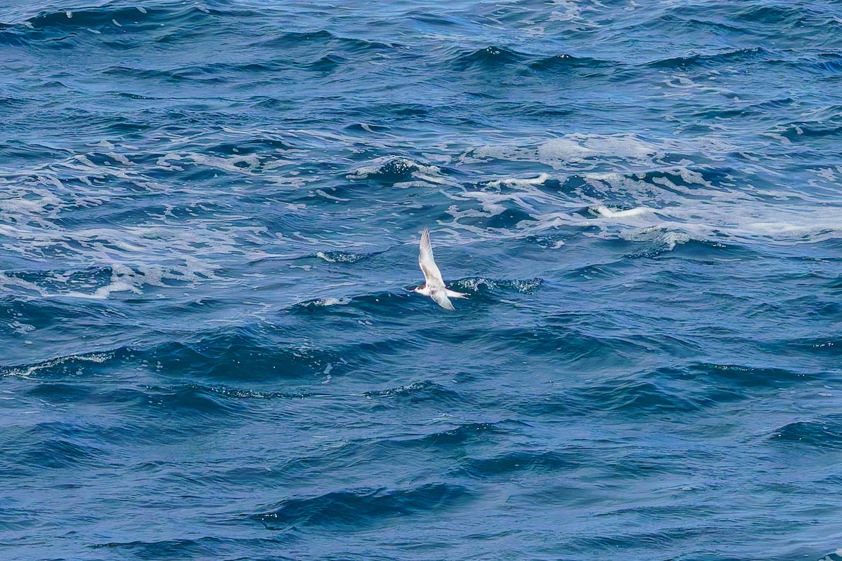 Weißstirn-Seeschwalbe - ML620207207