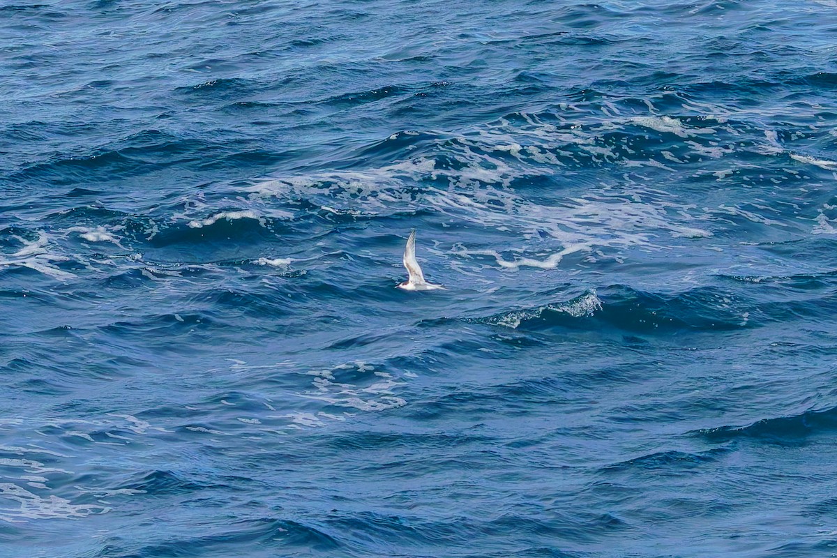 Weißstirn-Seeschwalbe - ML620207208