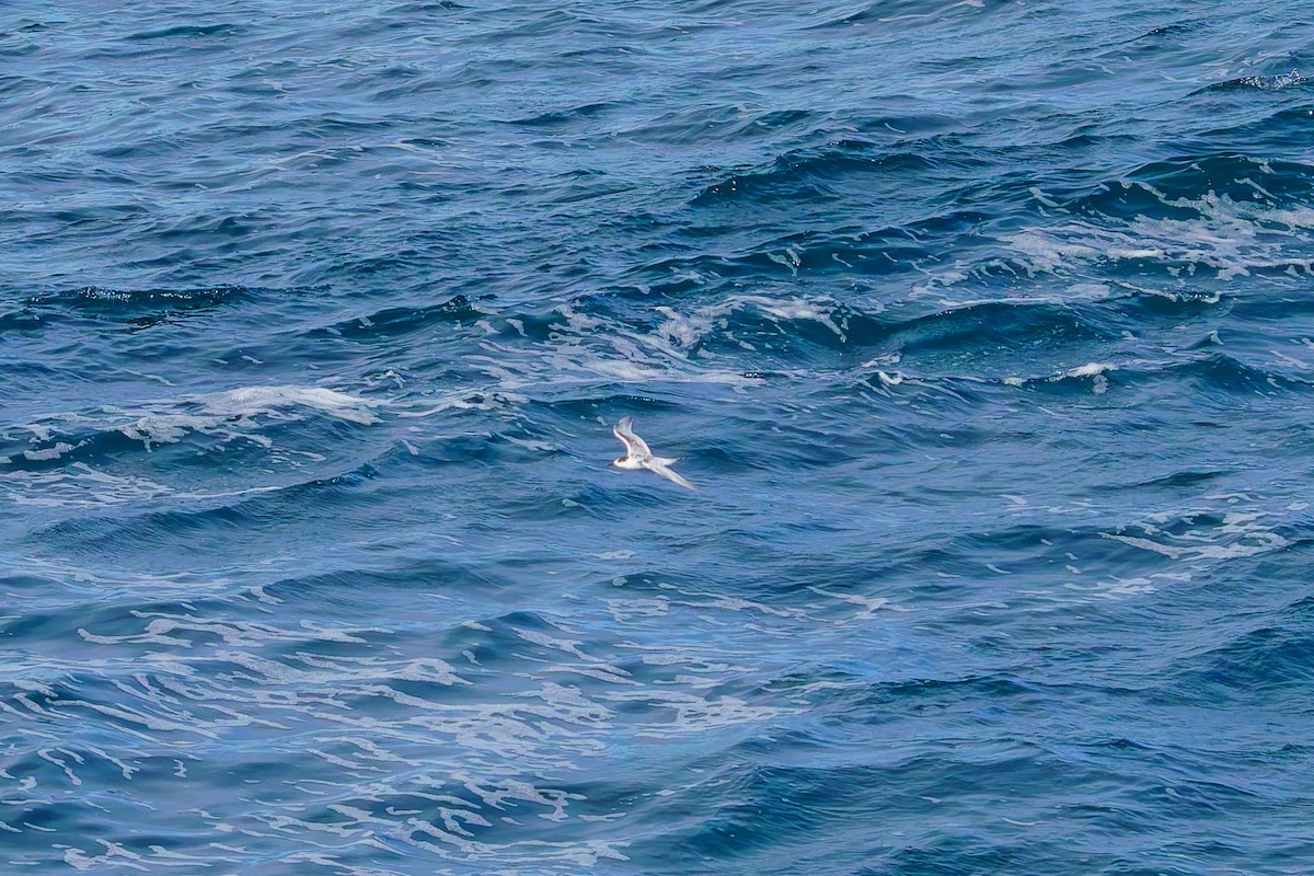 Weißstirn-Seeschwalbe - ML620207209