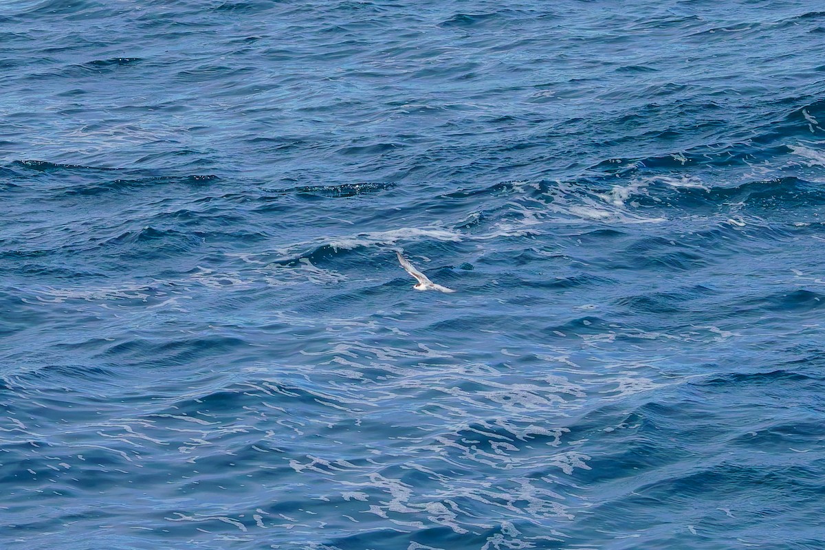 White-fronted Tern - ML620207211