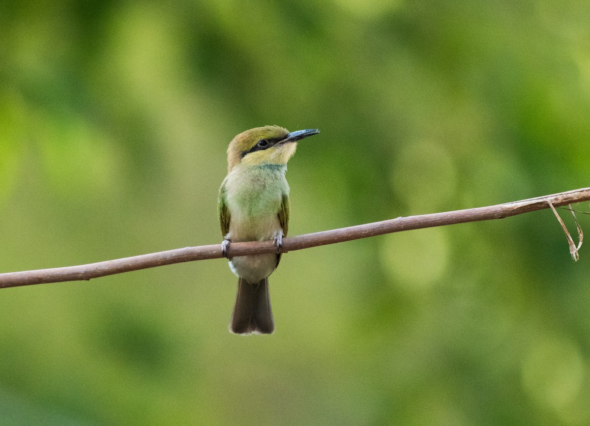 Asian Green Bee-eater - ML620207212