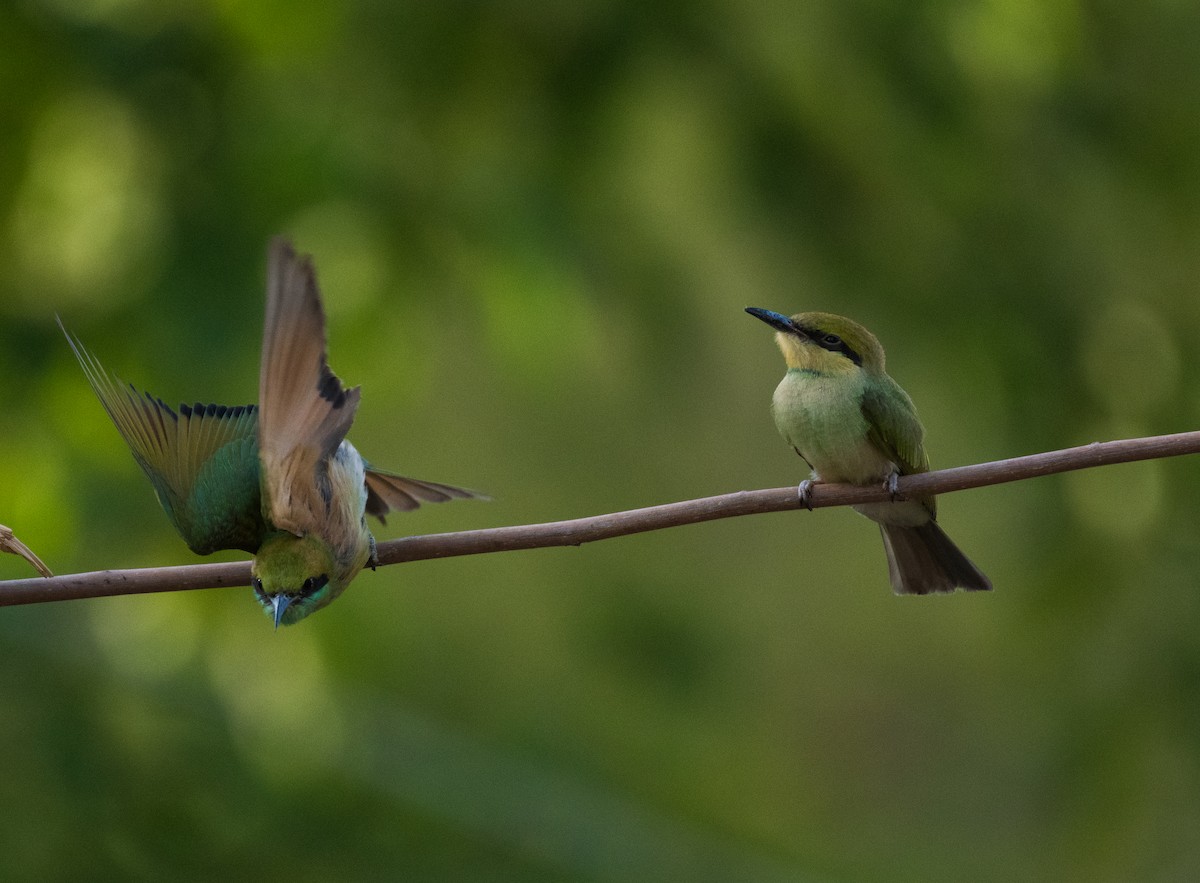 Asian Green Bee-eater - ML620207213
