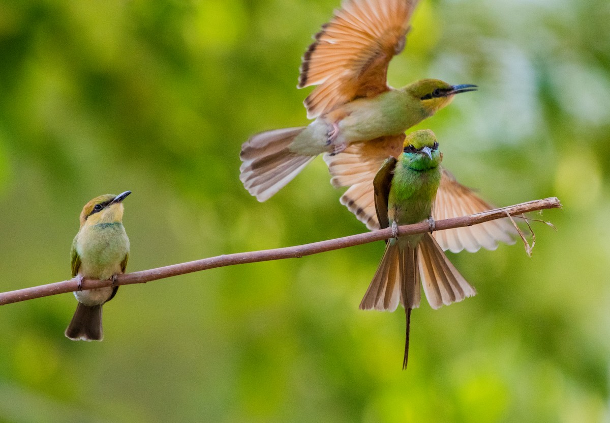 Asian Green Bee-eater - ML620207214