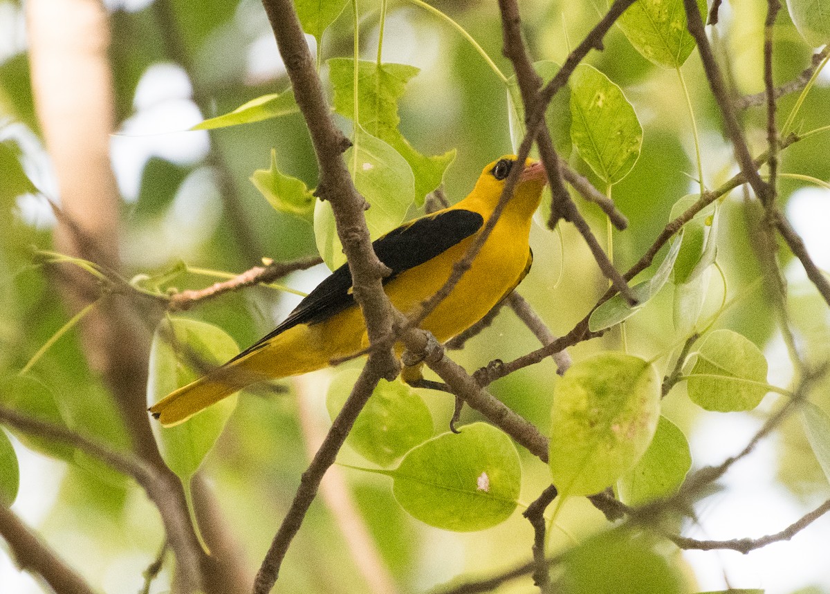 Indian Golden Oriole - ML620207218