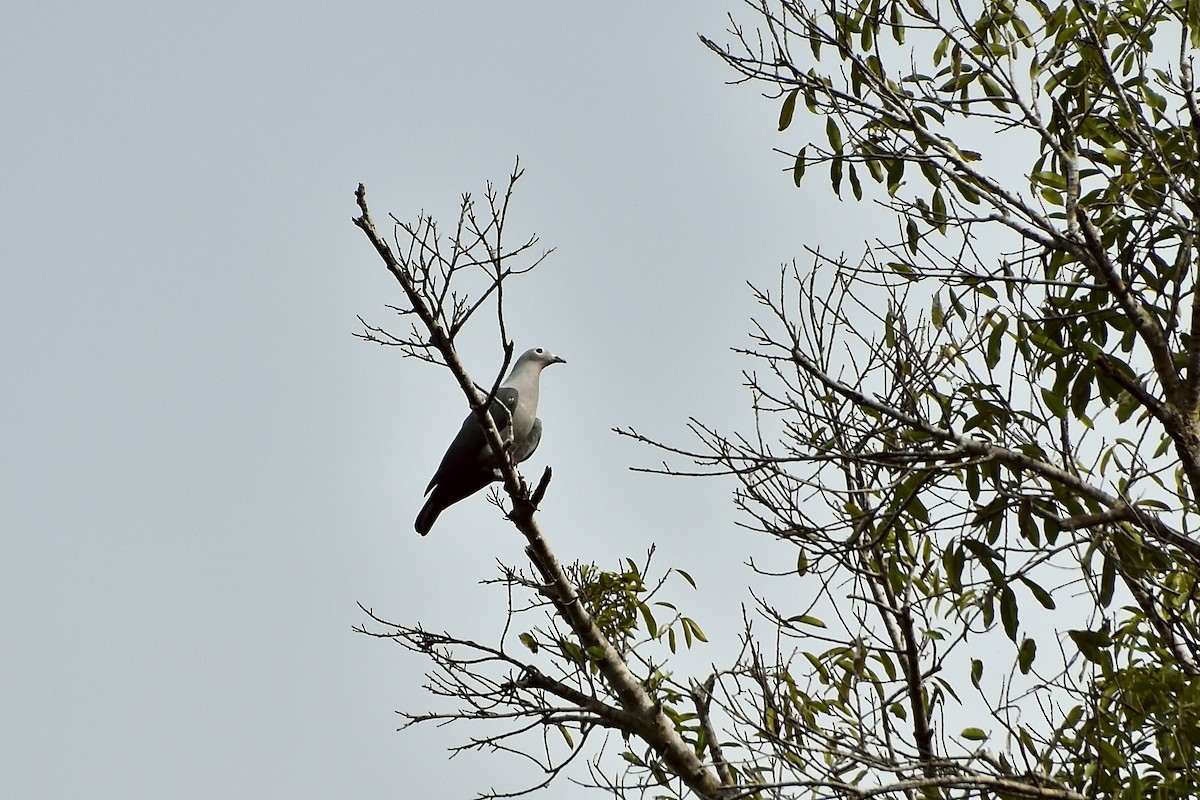 Island Imperial-Pigeon - ML620207223