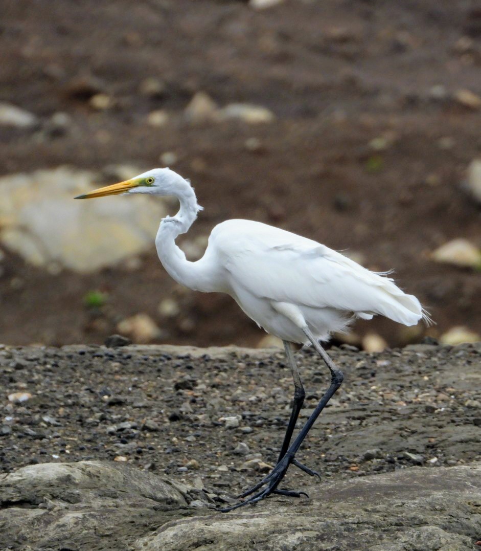 Great Egret - ML620207225